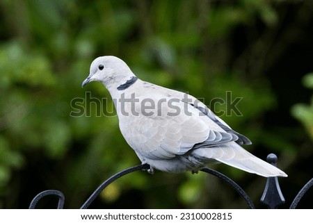 A picture of a bird