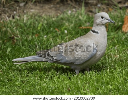 A picture of a bird
