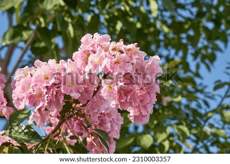 A bush of pink flowers with a blurred background