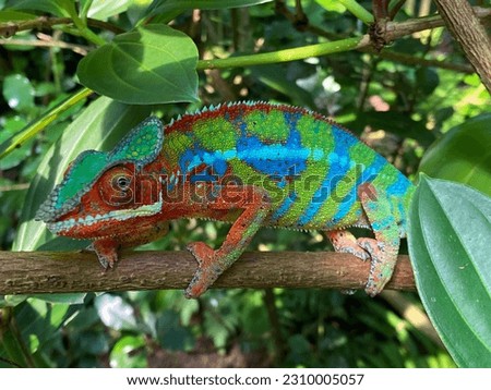 Panther chameleon (Furcifer pardalis), Das Pantherchamäleon (Pantherchamaeleon), el camaleón pantera, il camaleonte del Madagascar or Camaleonte pantera