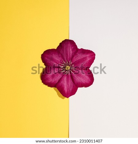 Purple flower on on yellow and white background. Minimal nature concept. Summer flower flat lay.