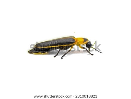 Photinus collustrans - a firefly or fire fly, lightning bug, glowworm an increasingly rare insect due to development and construction loss of habitat. Isolated on white background. Side profile view