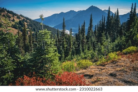 Morning hike viewing mountains and colorful forest along Hurricane Hill Trail | Hurricane Ridge, Olympic National Park, Washington, USA Royalty-Free Stock Photo #2310022663