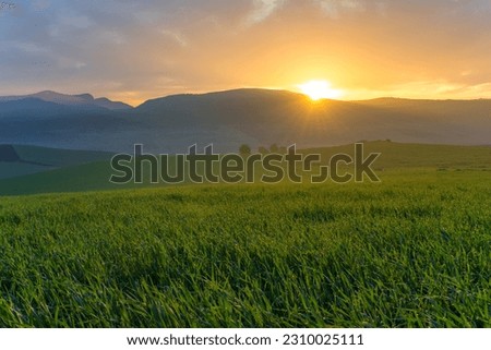 Landscape of green wheat field in sunlight, Spring with green herb, Meadow of wheat. Nature composition. growing Green wheat field under blue sky, Afrian agriculture background, Mila Province, Algeria Royalty-Free Stock Photo #2310025111