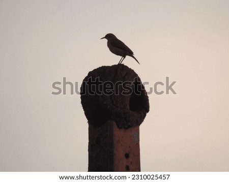 Rufous hornero (Furnarius rufus) atop its nest against a white sky. Royalty-Free Stock Photo #2310025457