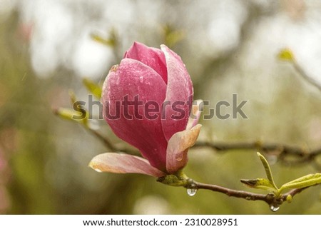 Macro close-up portrait of magnolia blossoms in spring outdoors at a rainy day