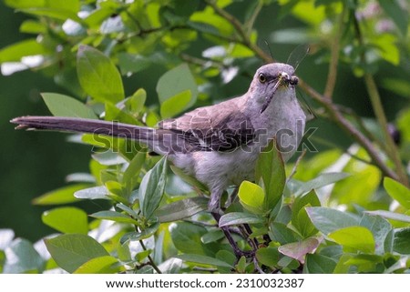 A Mockingbird perches in a blueberry bush with a freshly caught dragonfly in her beak.