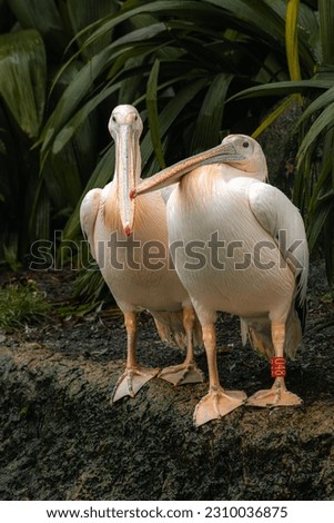Two great white pelican standing on the rock, vertical image with copy space for text