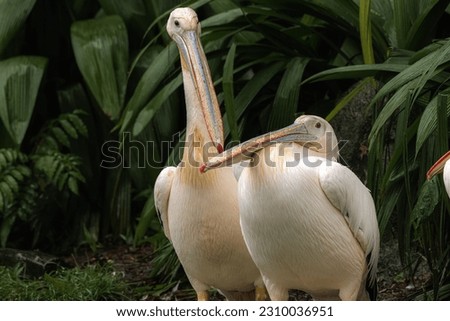 Two Great white pelican (Pelecanus onocrotalus) also known as eastern white or rosy pelican in close up, horizontal image, copy space for text