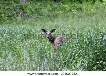 A buck looking back through the high grass May 2023 Jenningsville Pennsylvania