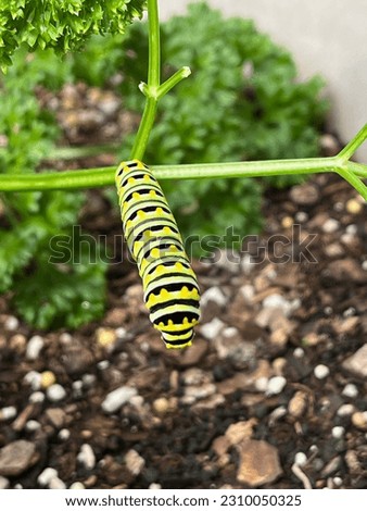 Eastern black swallowtail caterpillar on host plant