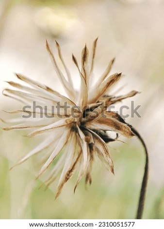Close up view of a beautiful wild flower at the garden