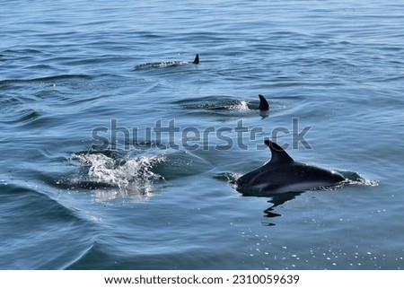 Photography of a group of dolphins swimming in the surface of the sea