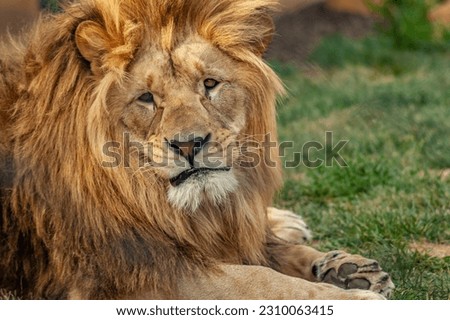 beatiful lion portrait head zoo