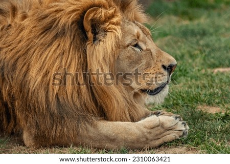 beatiful lion portrait head zoo