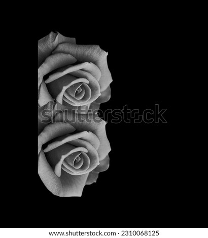 black and white rose pictures
Black and white pictures of roses
