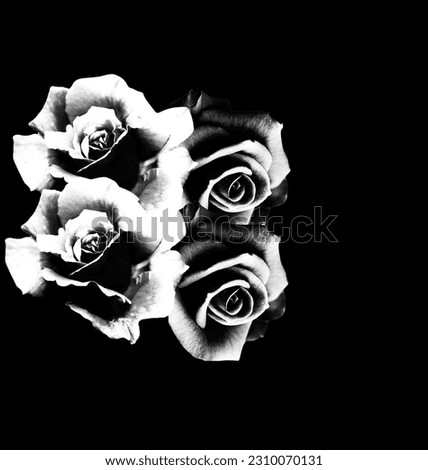 black and white rose pictures
Black and white photo of a rose