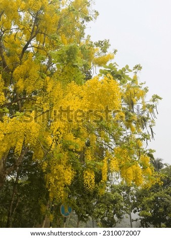 Tropical yellow flowers that bloom in summer, stock photo