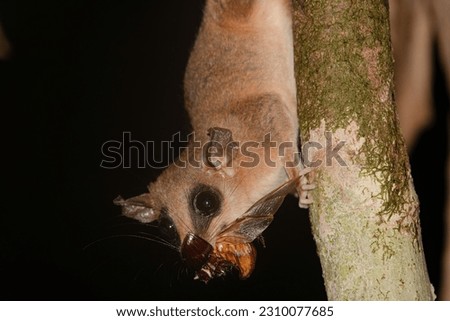 Small possum preying on an insect at night in the amazonian forest