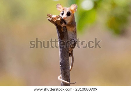 Small eared possum on alert in the amazon rainforest