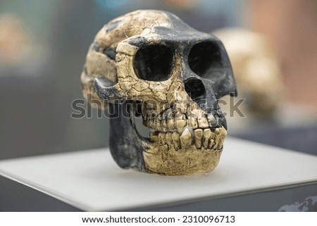 Ardipithecus ramidus is a species of australopithecine from the Afar region of Early Pliocene Ethiopia 4.4 million years ago  Royalty-Free Stock Photo #2310096713