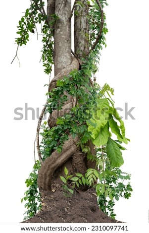 Forest tree trunks with climbing vines twisted liana plant and green leaves  isolated on white background, clipping path included. Royalty-Free Stock Photo #2310097741