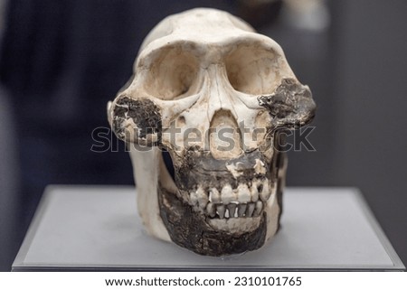 australopithecus afarensis skull Australopithecus afarensis is an extinct species of australopithecine which lived from about 3.9–2.9 million years ago mya in the Pliocene of East Africa.  Royalty-Free Stock Photo #2310101765