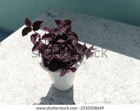 Silver Inch plant or Tradescantia Zebrina also known as wandering jew plant on the garden. Ornamental houseplant. Purple leaf plant.Houseplant hanging flowerpot on a purple magenta background. Royalty-Free Stock Photo #2310108649