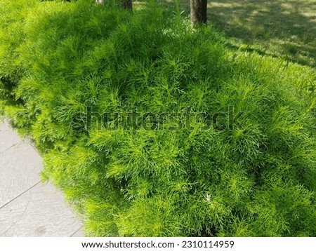 Fennel dill or dill has the Latin word Anethum graveolens. Dill is a herbaceous plant that is often used in Thai and Indian cuisine. Royalty-Free Stock Photo #2310114959