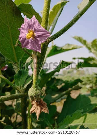 Beautiful purple colour brinjal flower on tree in the farm . Selective focus. High picture quality. 