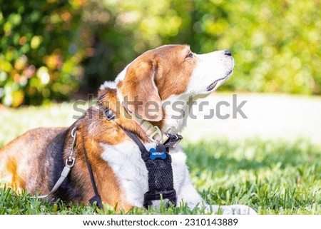 An adorable Beagle mix hound dog is laying in the grass and enjoying the sun with his harness on. He is pointing his nose to the sky and sniffing the fresh air.