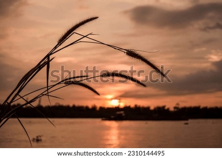 Sunset on the river and close-up of leaves, nature, flowers