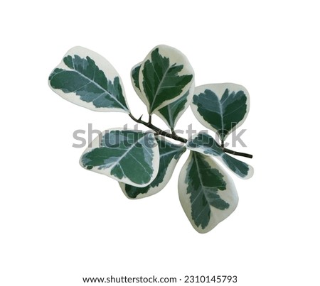 Mistletoe Fig or Mistletoe Rubber Plant Leaves. Close up gren leaves of beauitful shape on stalk isolated on white background.