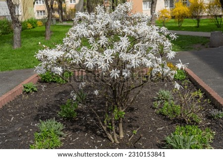 Flowering Magnolia Stellata Tree, Spring White Flowers of Kobus, Star Magnolia Small Tree for Modern Landscape Design