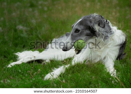 Russian Hunting Sight hound, Barzoi with tennis ball on green grass Royalty-Free Stock Photo #2310164507