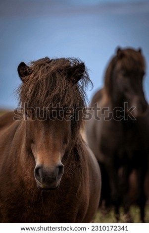 Icelandic horses on fields in Iceland Royalty-Free Stock Photo #2310172341