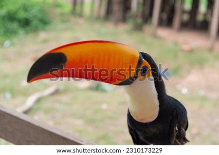 toco bird in wildlife, closeup. toco bird with orange beak. photo of toco bird outside.