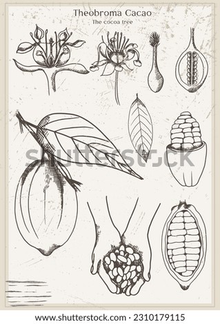 Graphic vintage life cycle poster with cacao pod and leaves. Old style poster illustration with liner cocoa branch, beans and leafs.  Hand drawn retro educational card, school clip art
