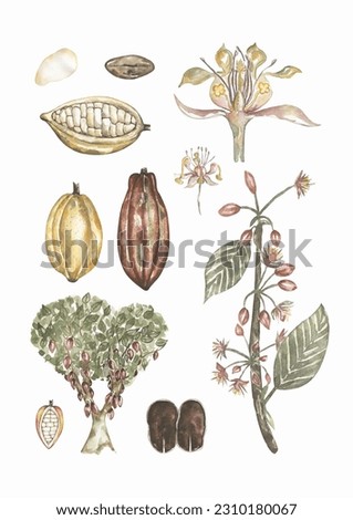 Watercolor vintage life cycle poster with cacao pod and leaves. Old style poster illustration with cocoa branch, beans and leafs.  Hand drawn retro educational card, school clip art