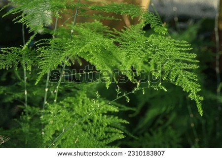 Branch with green leaves of Asparagus fern, Plumosa fern, Asparagus setaceus in the garden.                                Royalty-Free Stock Photo #2310183807