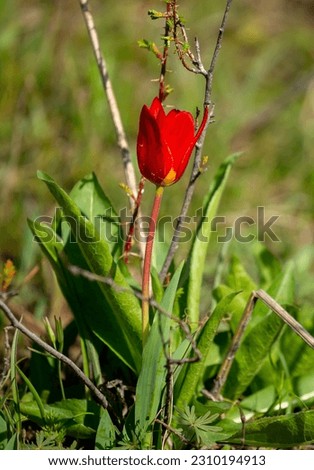 Wild Red Book tulips Kaufman in the fields of Kazakhstan. Spring flowers under the rays of sunlight. Beautiful landscape of nature. Hi spring. Beautiful flowers on a green meadow.