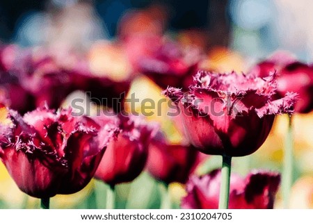 Tulips blooming in a park in Hangzhou
