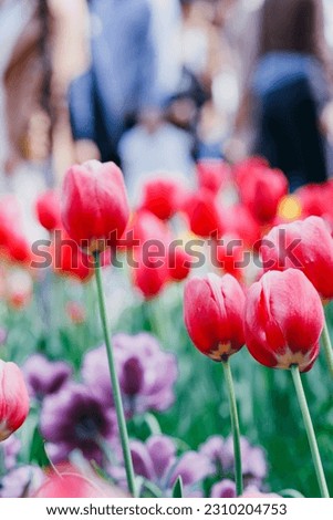 Tulips blooming in a park in Hangzhou