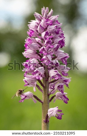 the military orchid (Orchis militaris) close-up photo of a blooming orchid in a close-up of a purple-colored flower on a green meadow white carpatian czech republic