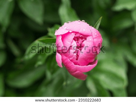 Peony bud in water drops after a rain