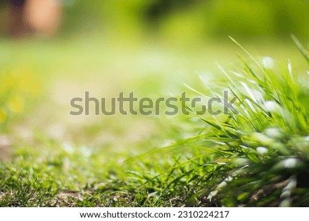 Fresh green grass on a sunny summer day close-up. Beautiful natural rural landscape with a blurred background for nature-themed design and projects.