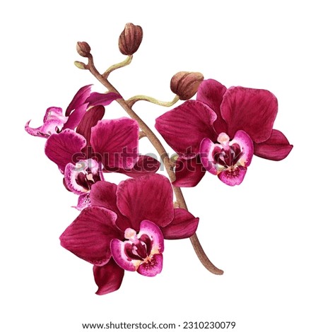 Orchid flower branch with buds and blooms. Watercolor illustration isolated on white for clip art, cards, invitation,