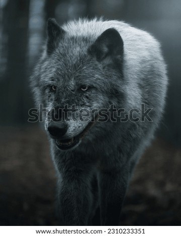 A picture and background of the wolf