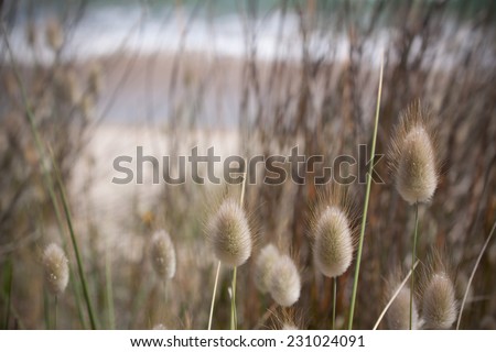 bunnies tails or hares tails grass growing on a sand dune at a southern hemisphere surf beach 