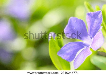 blue wild flower on green blurred background 1